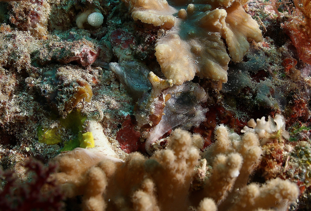 Raja Ampat 2016 - Abdopus abaculus - Mosaic octopus - IMG_4757_rc.jpg